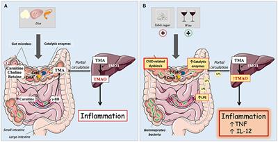 Gut Microbiota-Dependent Trimethylamine N-Oxide Associates With Inflammation in Common Variable Immunodeficiency